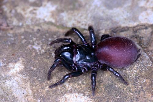 Atypus piceus