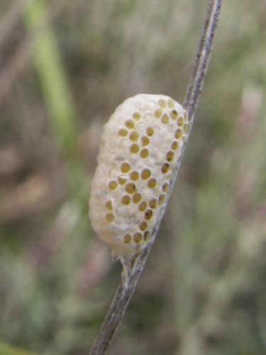Réf. 59 592 : Microgastrinae inconnu