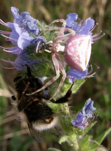 Réf. 59 597 : Thomisus onustus