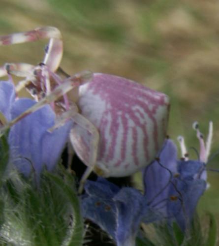 Thomisus onustus