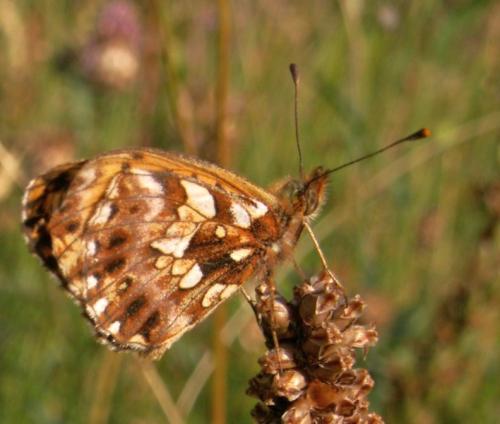 Réf. 59 699 : Boloria dia