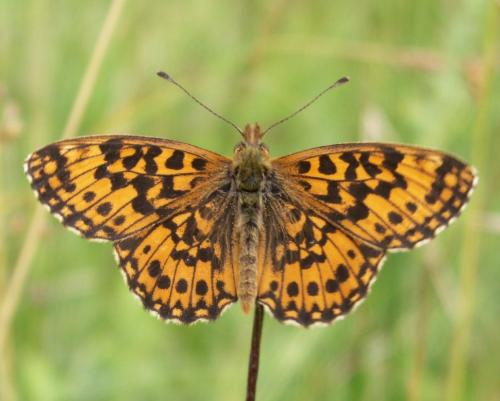 Réf. 59 700 : Boloria dia
