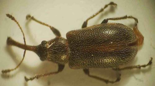 Doydirhynchus austriacus