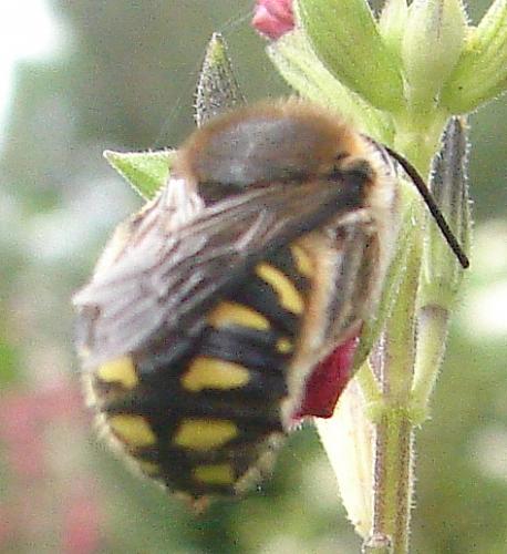 Réf. 59 872 : Anthidium sp.