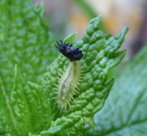 Réf. 59 398 : Cassida viridis