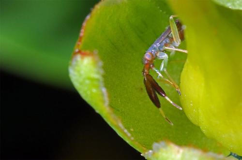 Heterotoma planicornis
