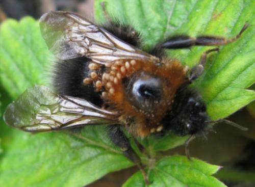 Bombus hypnorum