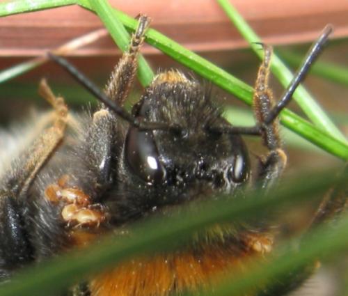 Bombus hypnorum
