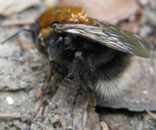 Bombus hypnorum