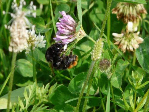 Bombus sp.