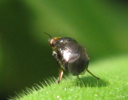 Réf. 59 248 : Camarota curvipennis