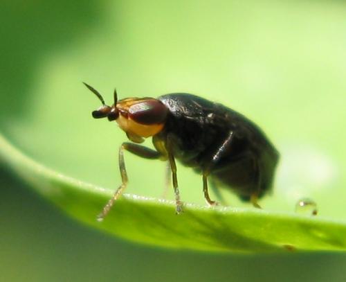 Réf. 59 249 : Camarota curvipennis