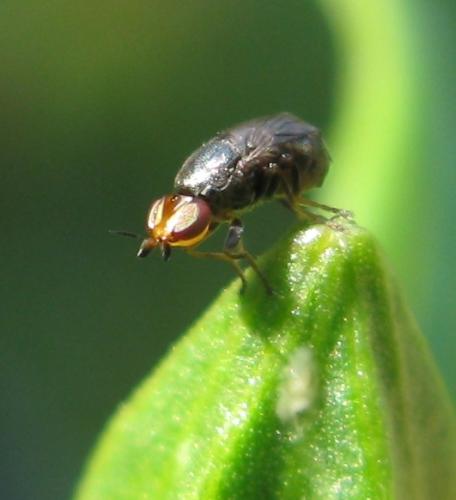 Réf. 59 250 : Camarota curvipennis