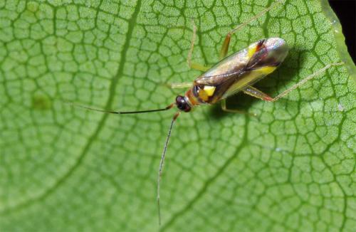 Campyloneura virgula