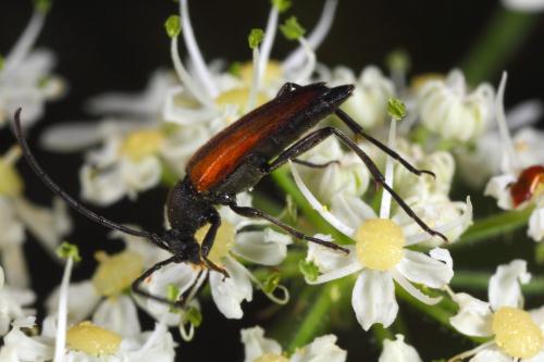 Stenurella sp.