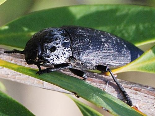 Capnodis tenebrionis