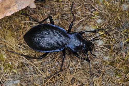 Réf. 59 345 : Carabus problematicus