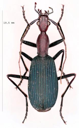 Galerita occidentalis