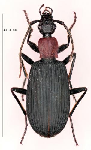 Galerita sp.