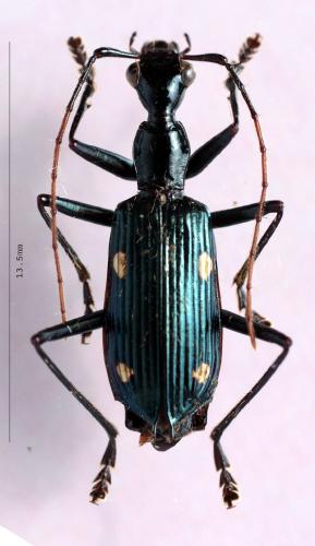 Calophaena sp.