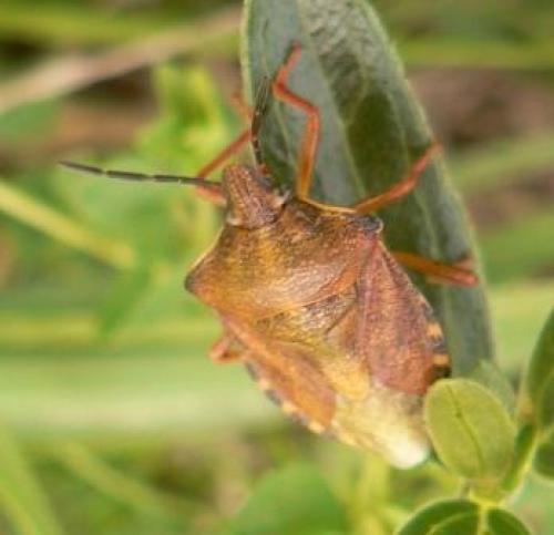 Carpocoris purpureipennis