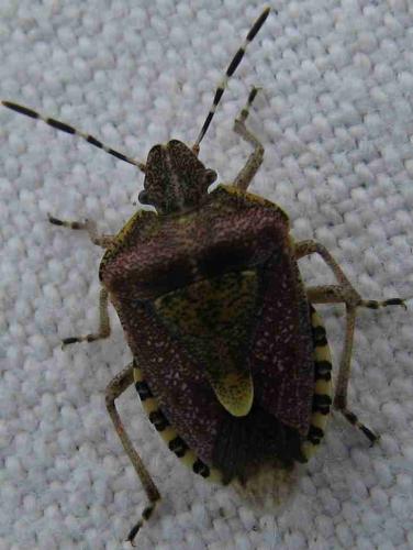 Réf. 59 895 : Dolycoris baccarum