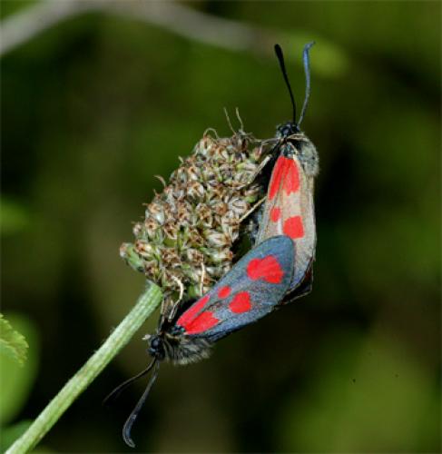 Zygaena loti