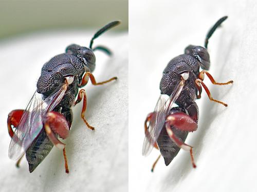 Réf. 59 026 : Brachymeria podagrica