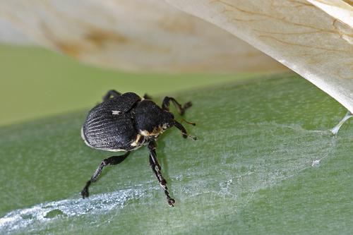 Réf. 59 546 : Mononychus punctumalbum