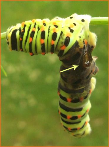 Papilio machaon
