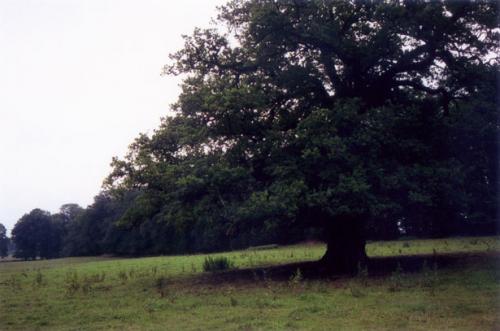 Melandrya caraboides