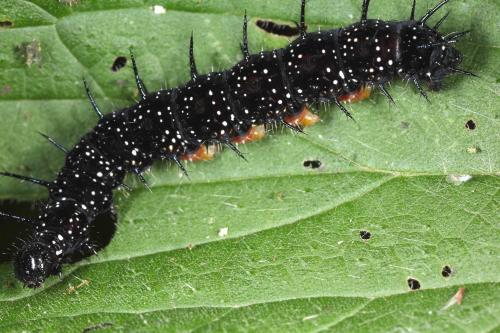 Aglais io