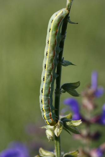 Xylena exsoleta