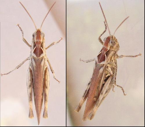 Chorthippus sp.