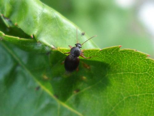 Choleva sp.