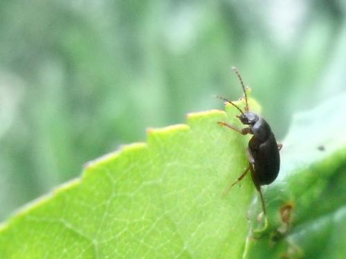 Choleva sp.