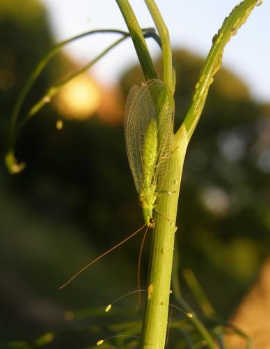 Chrysopa formosa