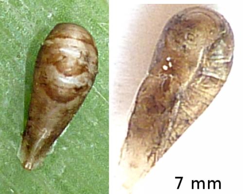 Episyrphus balteatus