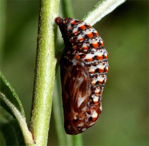 Melitaea athalia celadussa