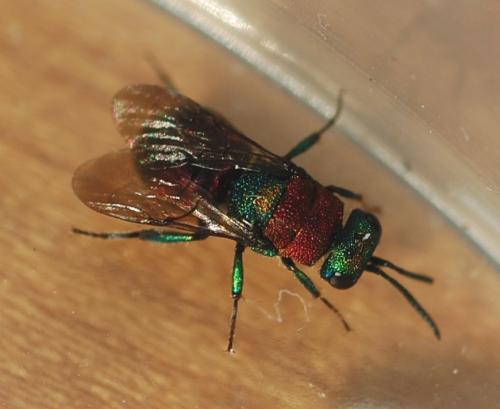 Réf. 59 536 : Hedychrum sp.