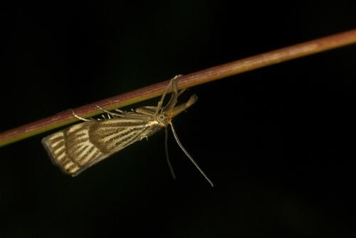 Réf. 59 093 : Chrysocrambus linetella