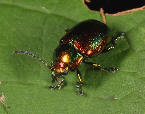 Réf. 59 870 : Chrysolina fastuosa