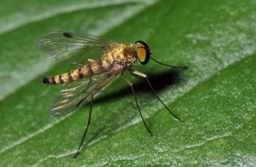 Réf. 59 316 : Chrysopilus asiliformis