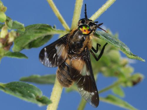 Réf. 59 834 : Chrysops caecutiens
