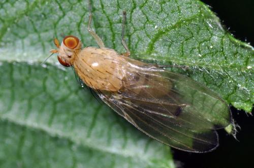 Tricholauxania praeusta