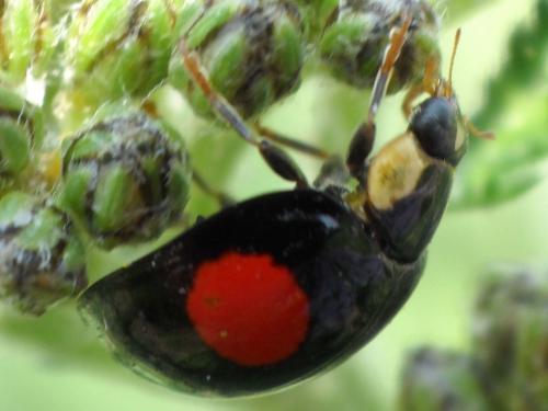 Harmonia axyridis