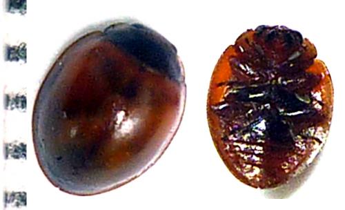 Exochomus quadripustulatus