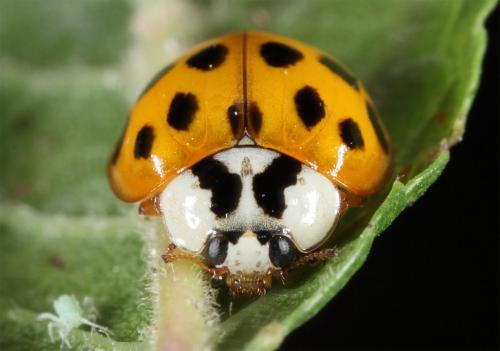 Harmonia axyridis