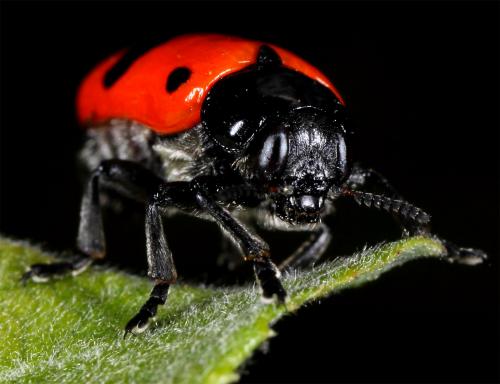 Clytra sp.