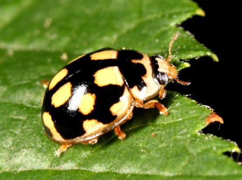 Réf. 59 897 : Propylea quatuordecimpunctata